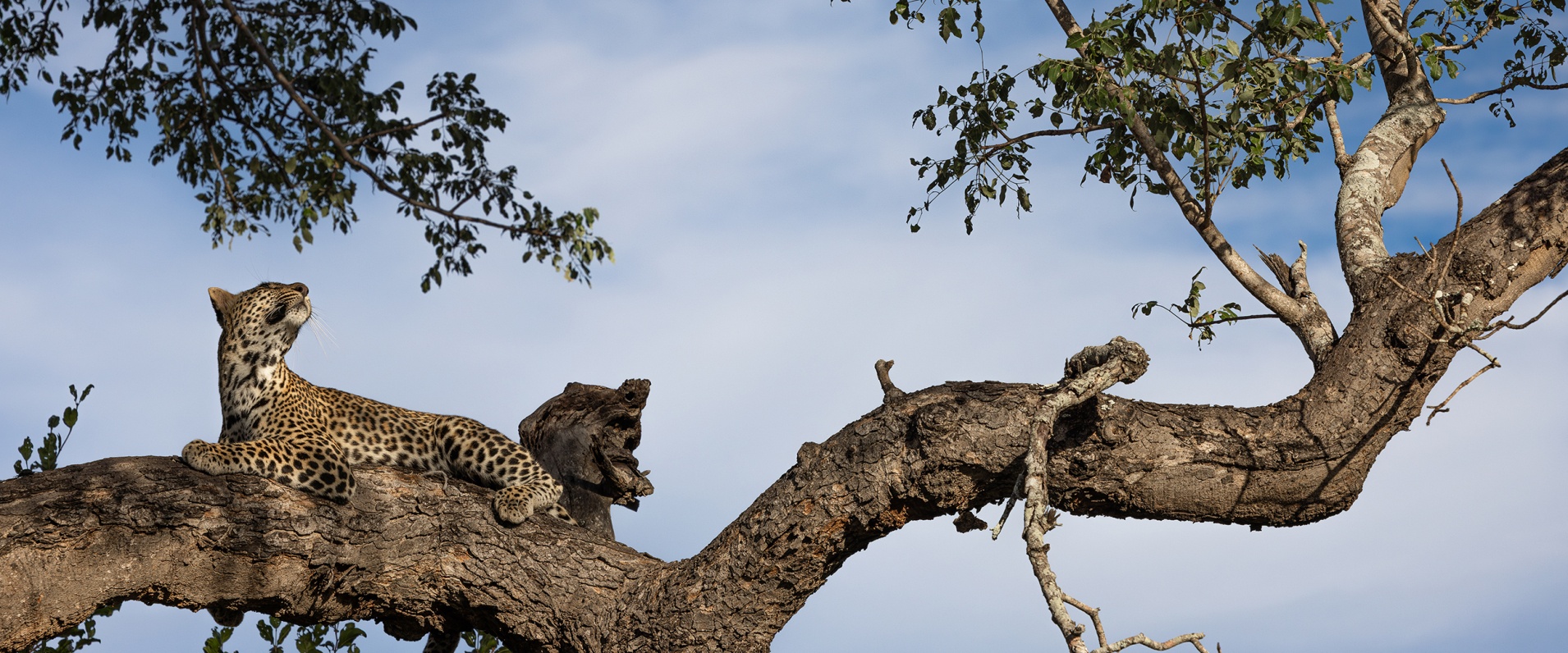 A Week in the Bush Vol. 544