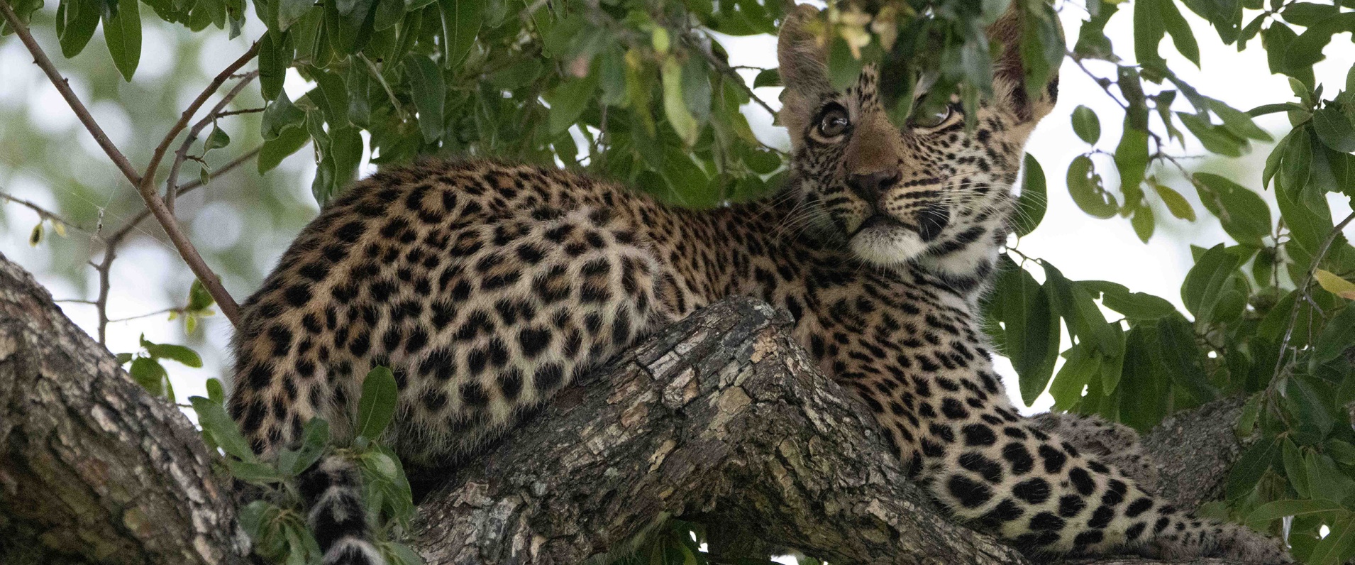 Sabi Sabi Ronald Mutero Banner