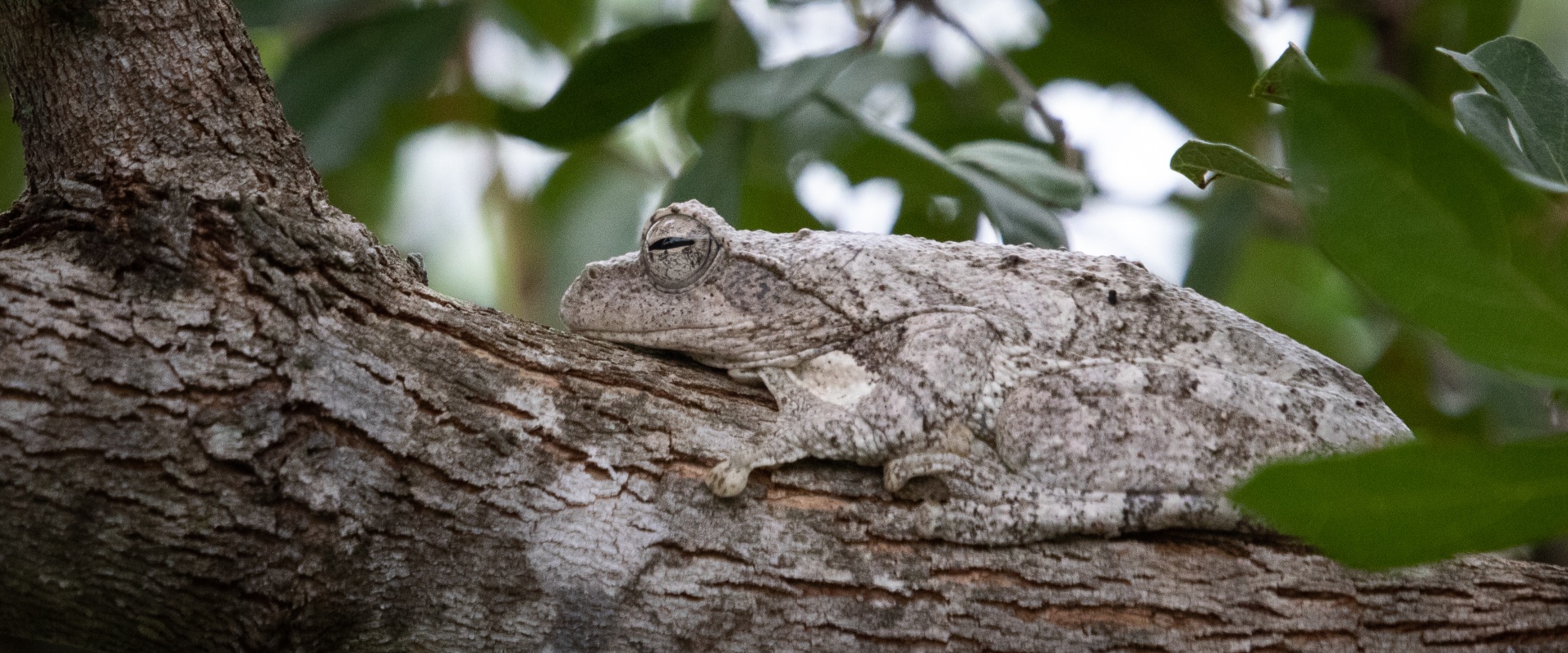 Jason Street   Frog   180323 