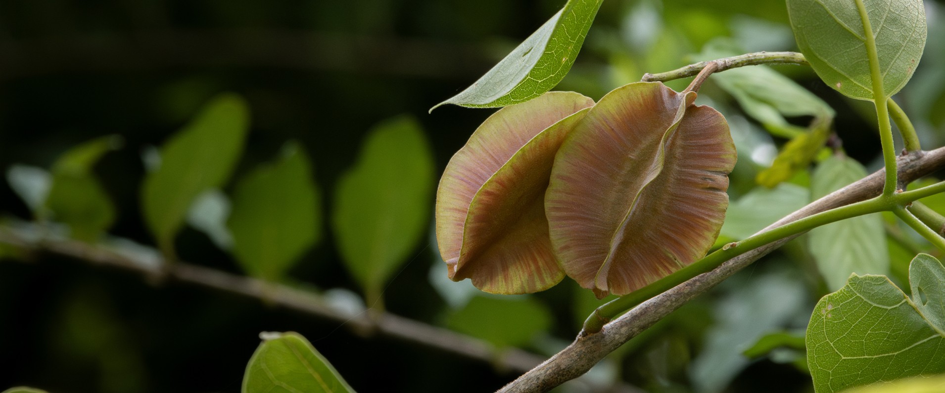 Seed Dispersal Sabi Sabi Jp Can Rooyen