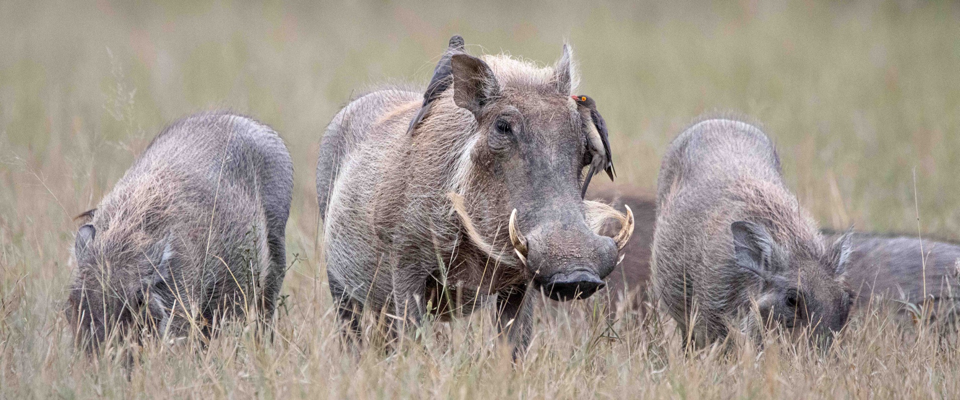 A Week in the Bush Vol. 559