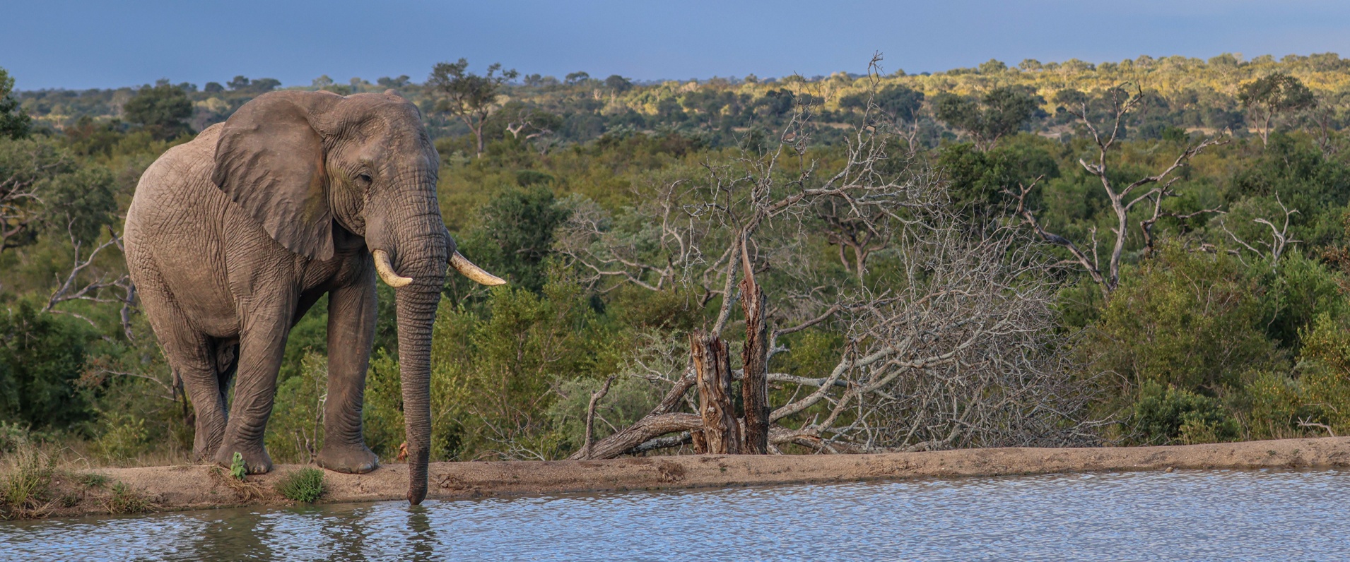 Sabi Sabi Ruan Mey Banner