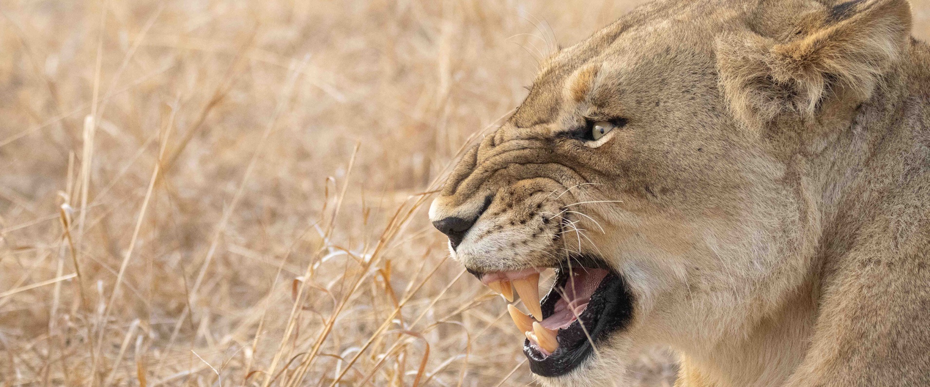 Lions at the Edge of War Lions at the Edge of War