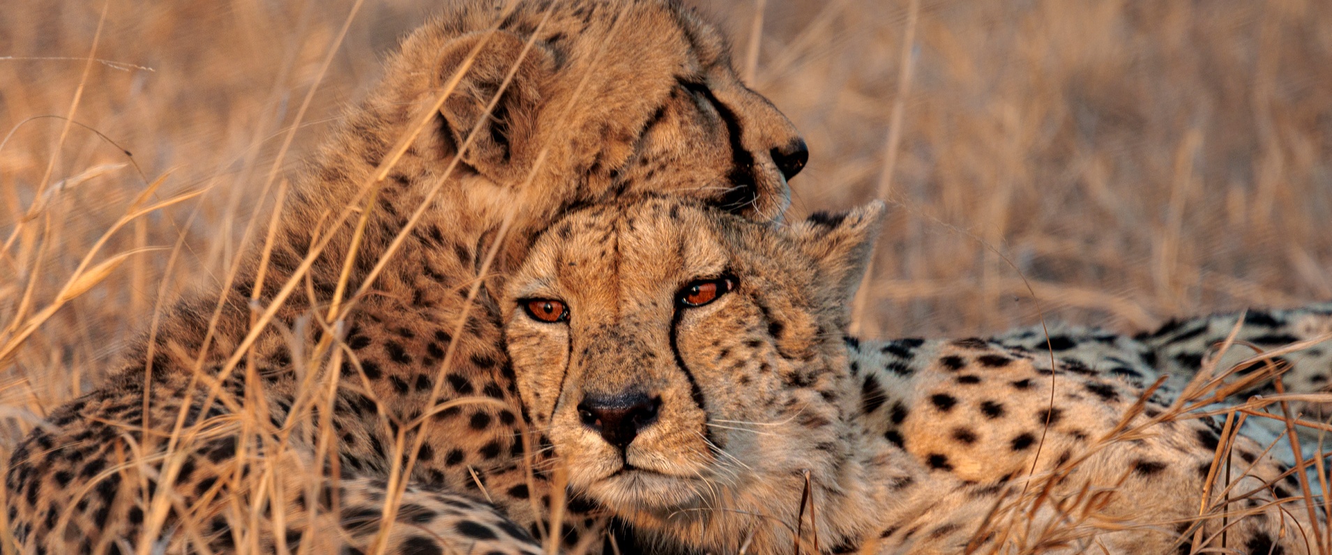 Sabi Sabi Devon Jansen Banner