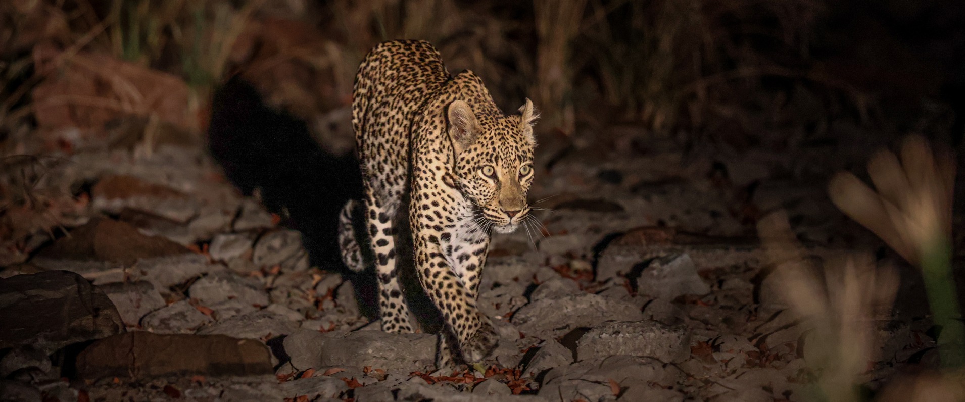 Golonyi prowling the reserve at night