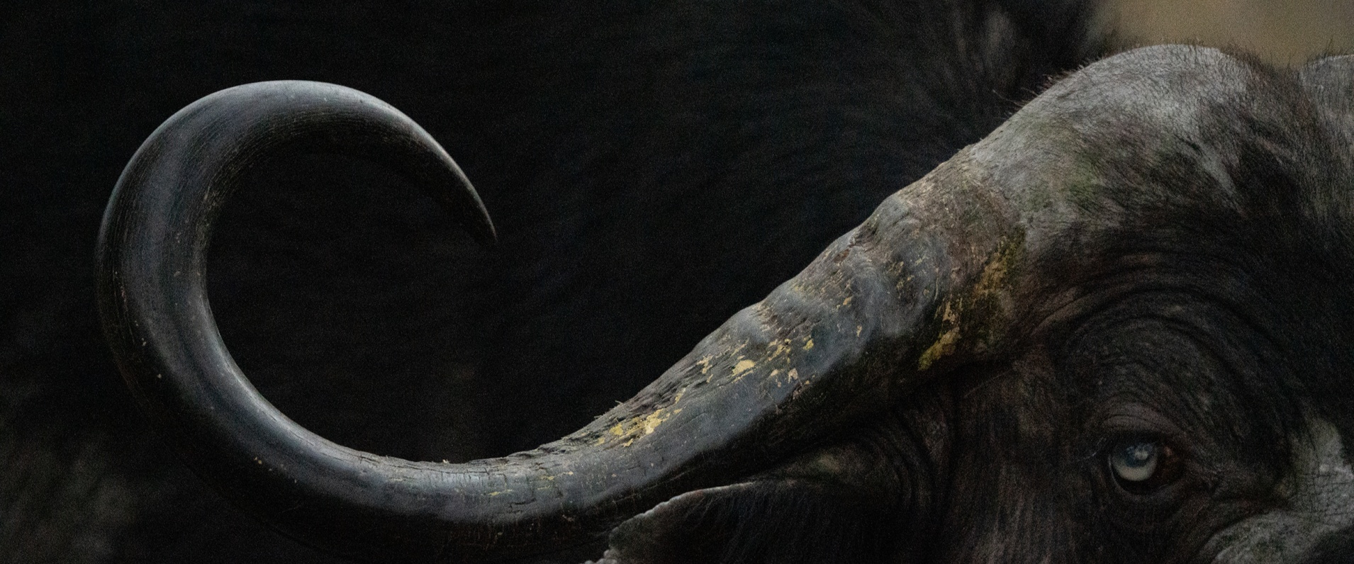 Cape Buffalo, a Blog by Macs Toich