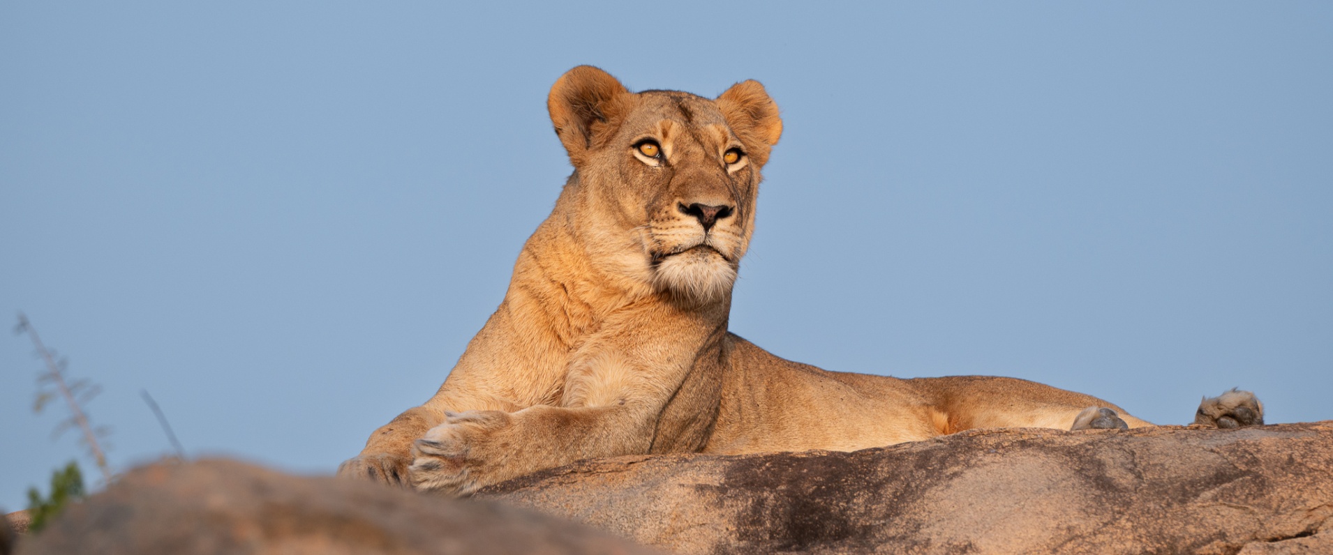 Sabi Sabi Viviane Ladner Banner