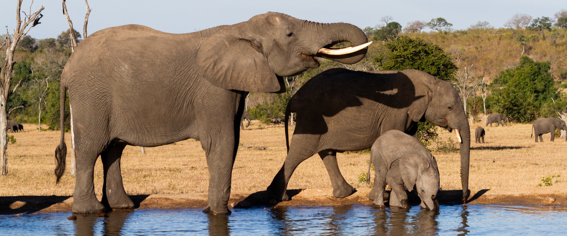 How the elephant got its trunk - Discover Wildlife