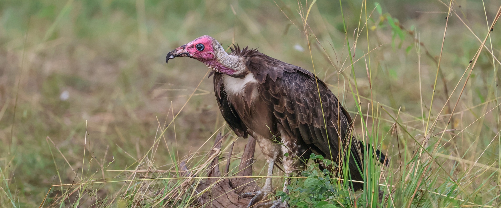 How do Vultures Locate Carcasses? 