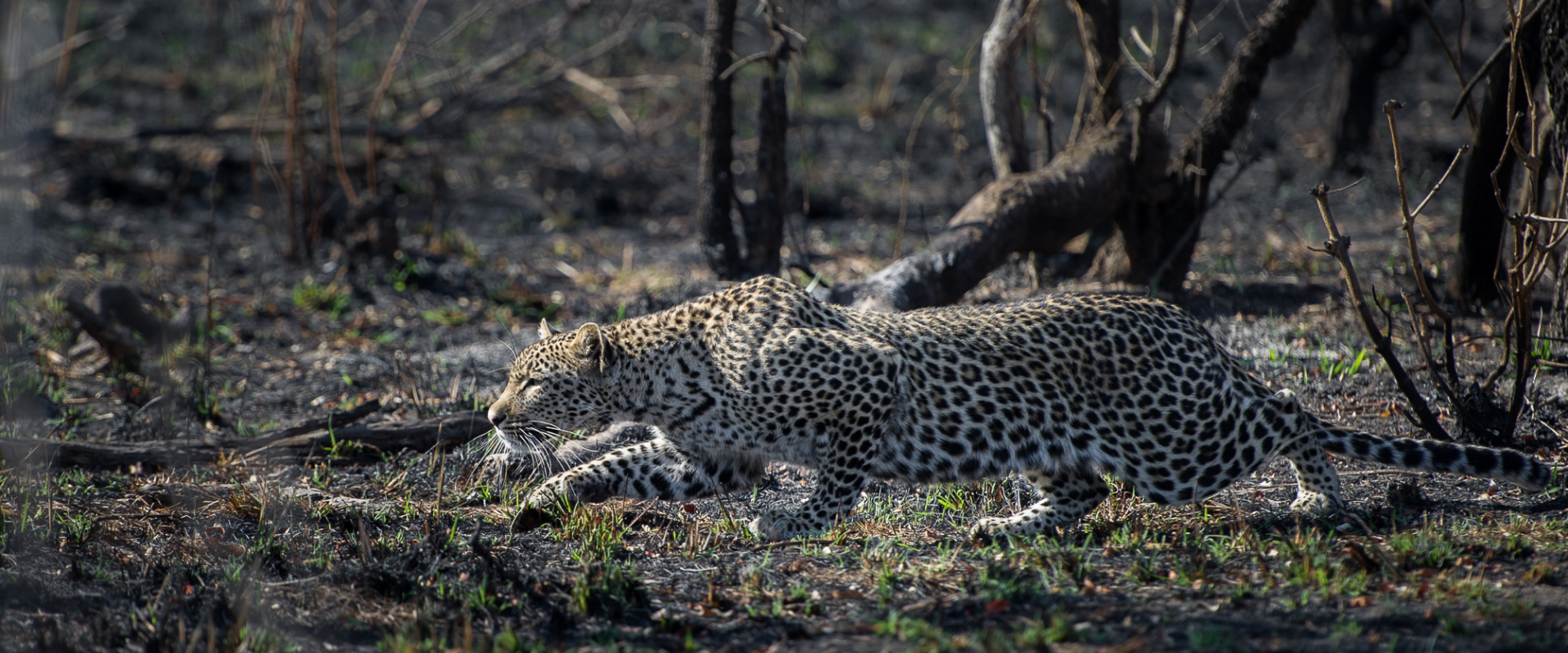 Leopard. 203