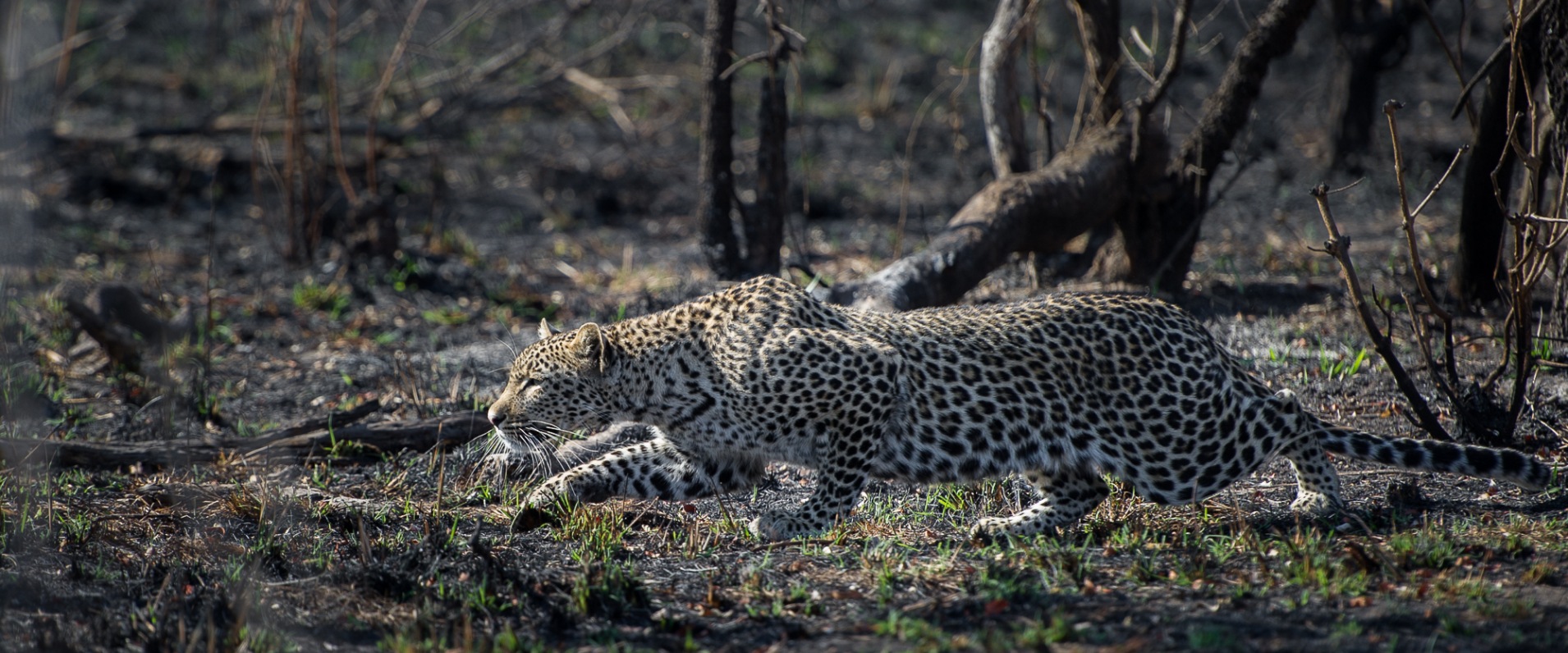 Leopard stalking towards its prey - spotted by Sabi Sabi guests on a private game drive.