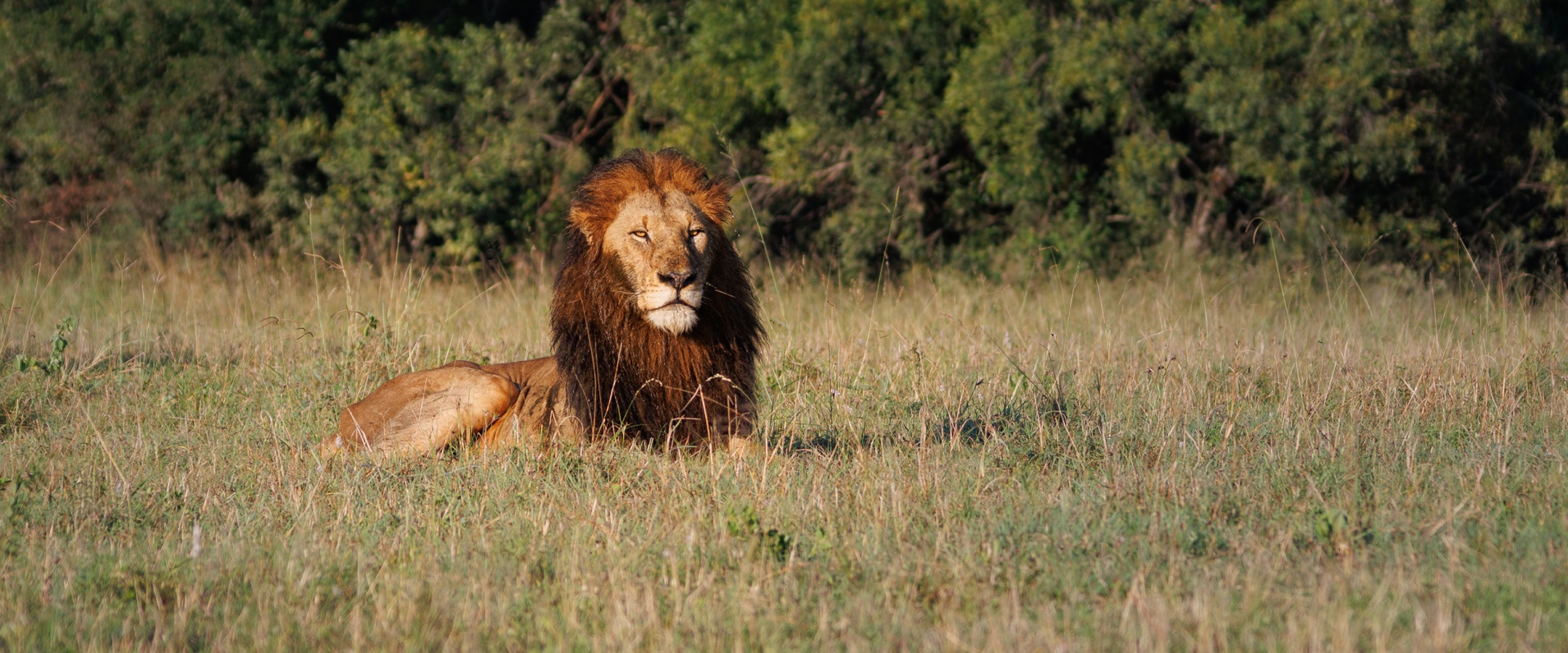 Week In The Bush Vol 500 Gijima Male Lion Banner