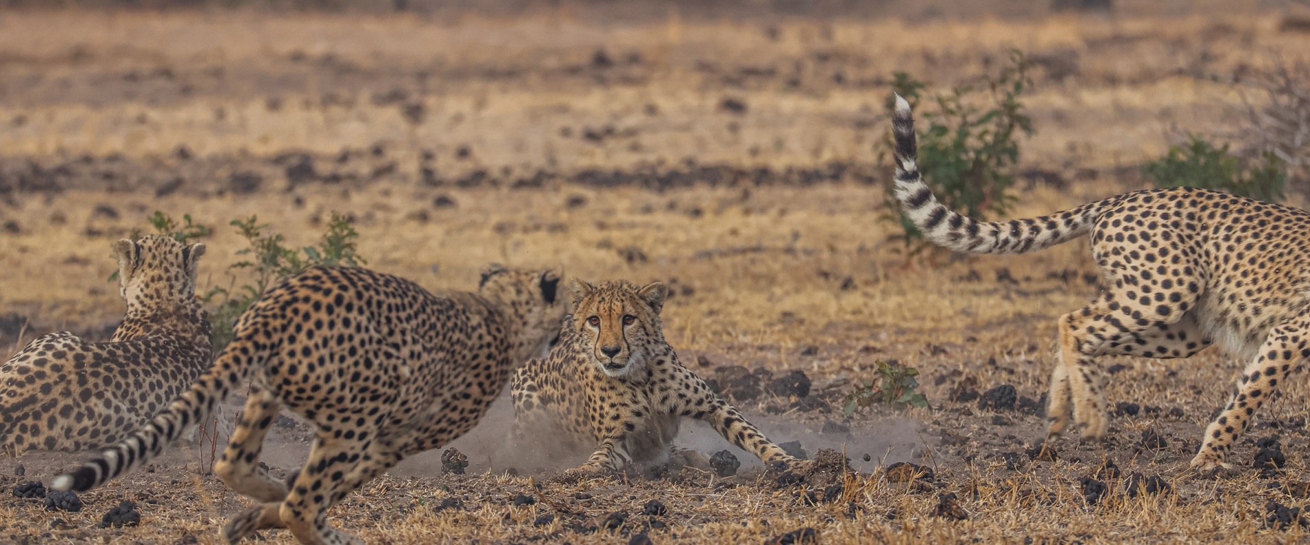 Sabi Sabi Ruan Mey Cheetah Banner