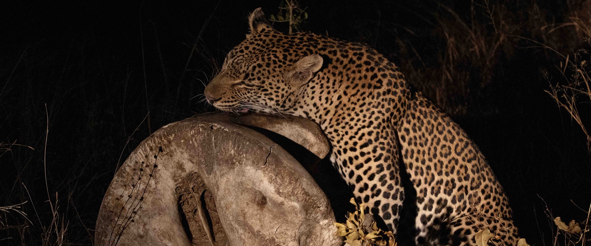 A Night Safari and the Leopard's Claim
