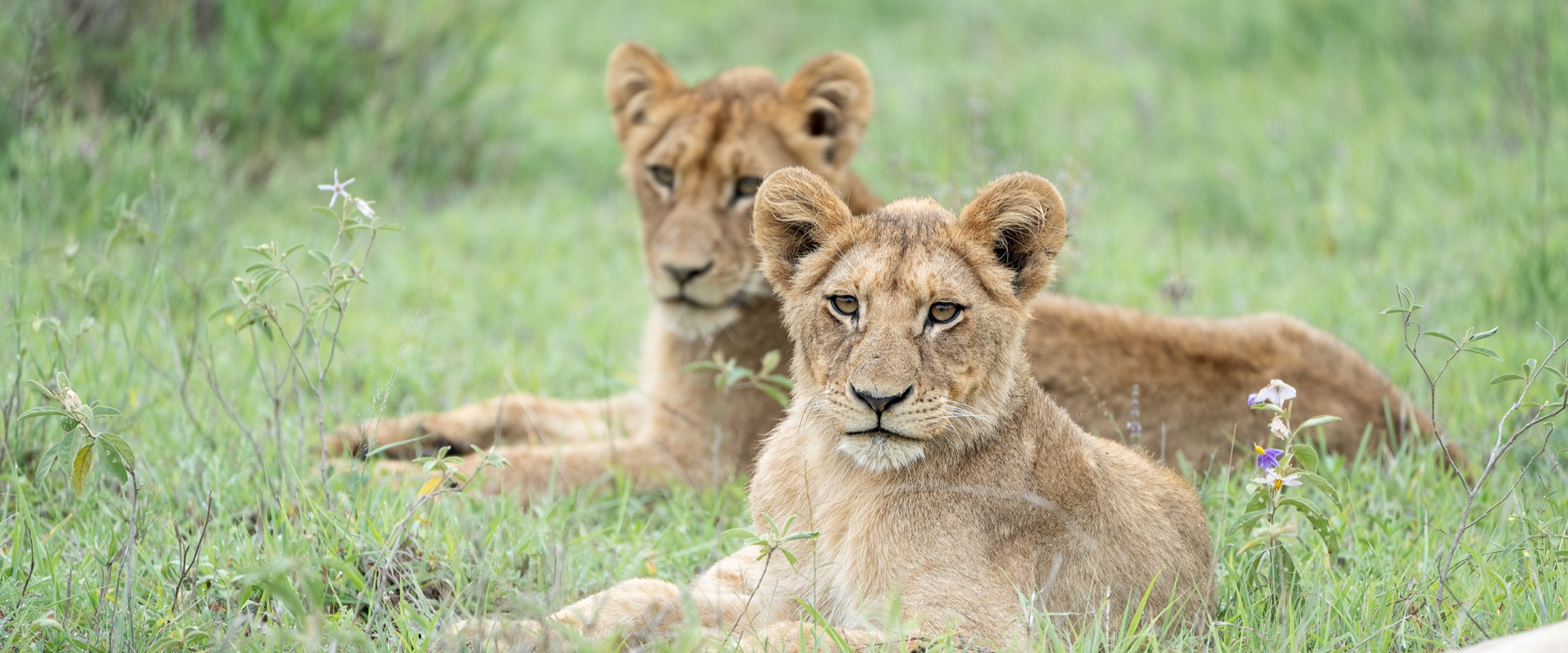 A Week in the Bush Vol. 482