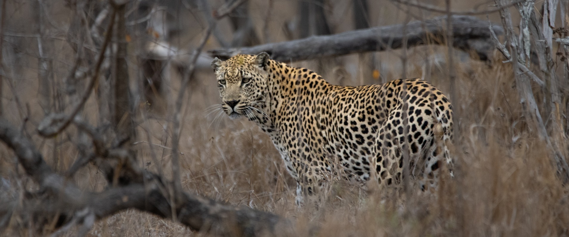 The leopard turns its head, alert and focused on potential prey in the surrounding area.