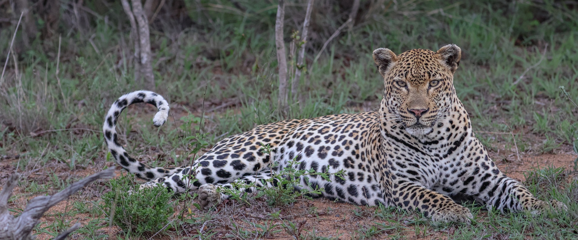 Sabi Sabi Ruan Mey Banner