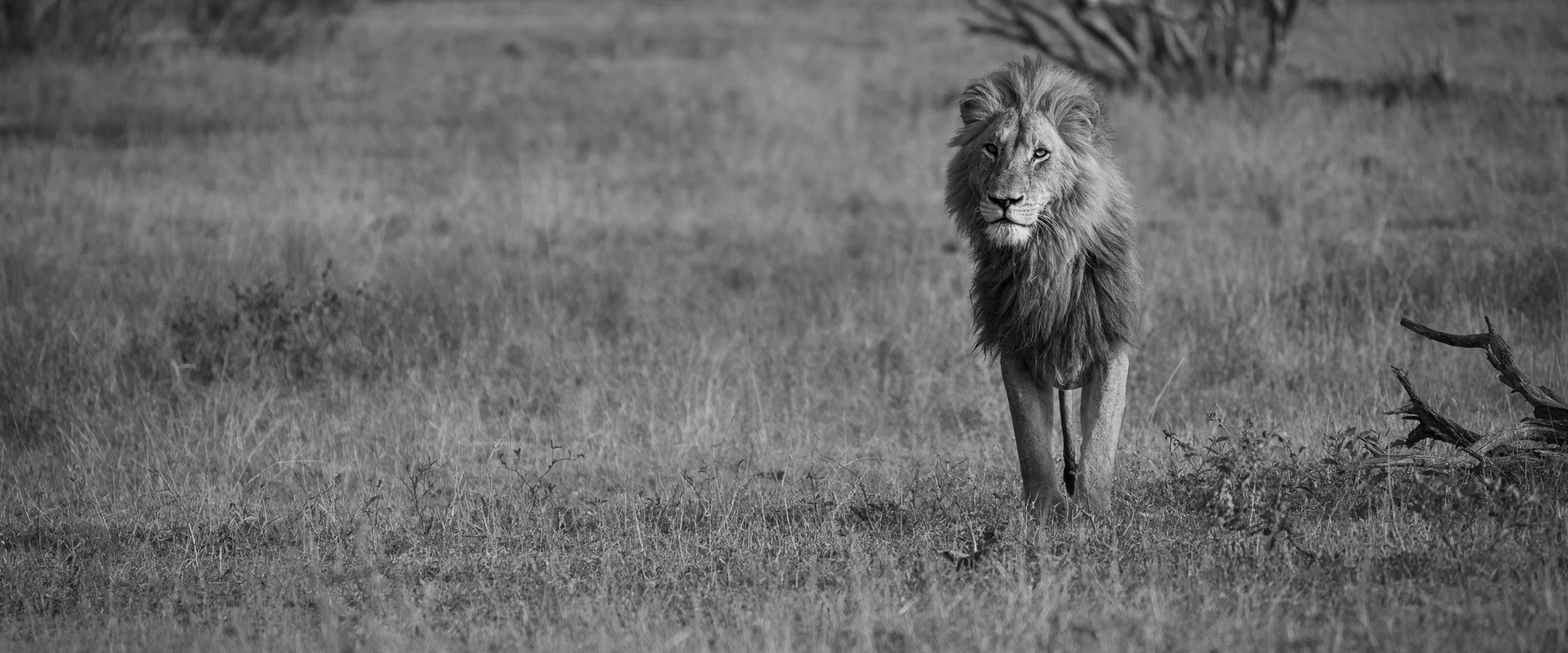 A Week in the Bush Vol. 475