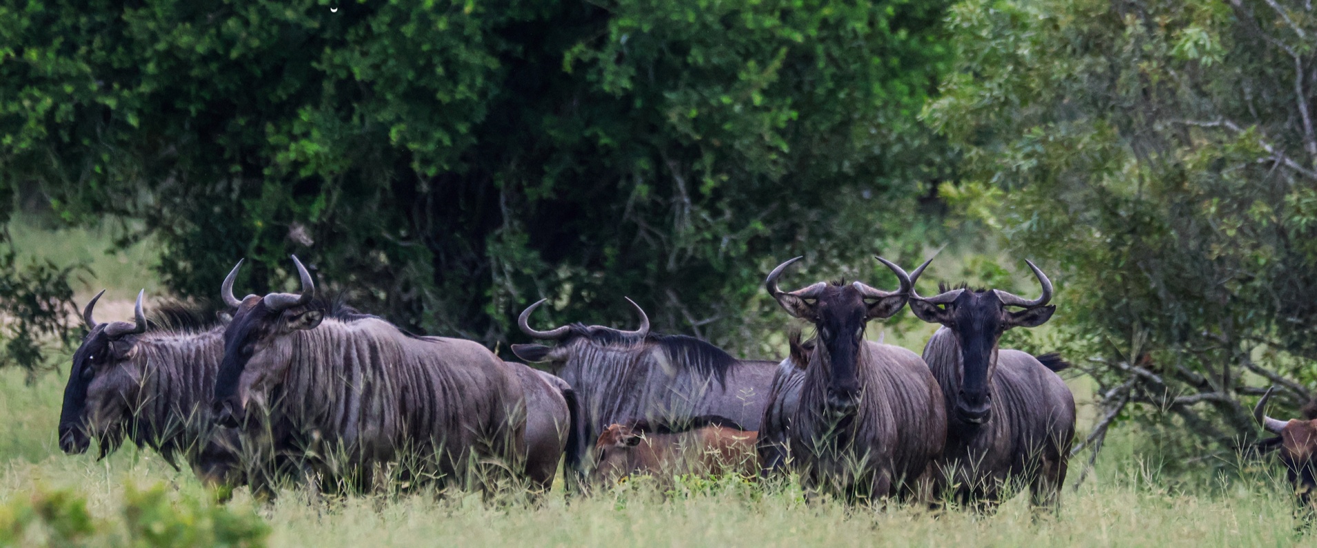 Ruan Mey Blue Wildebeest 270124 1