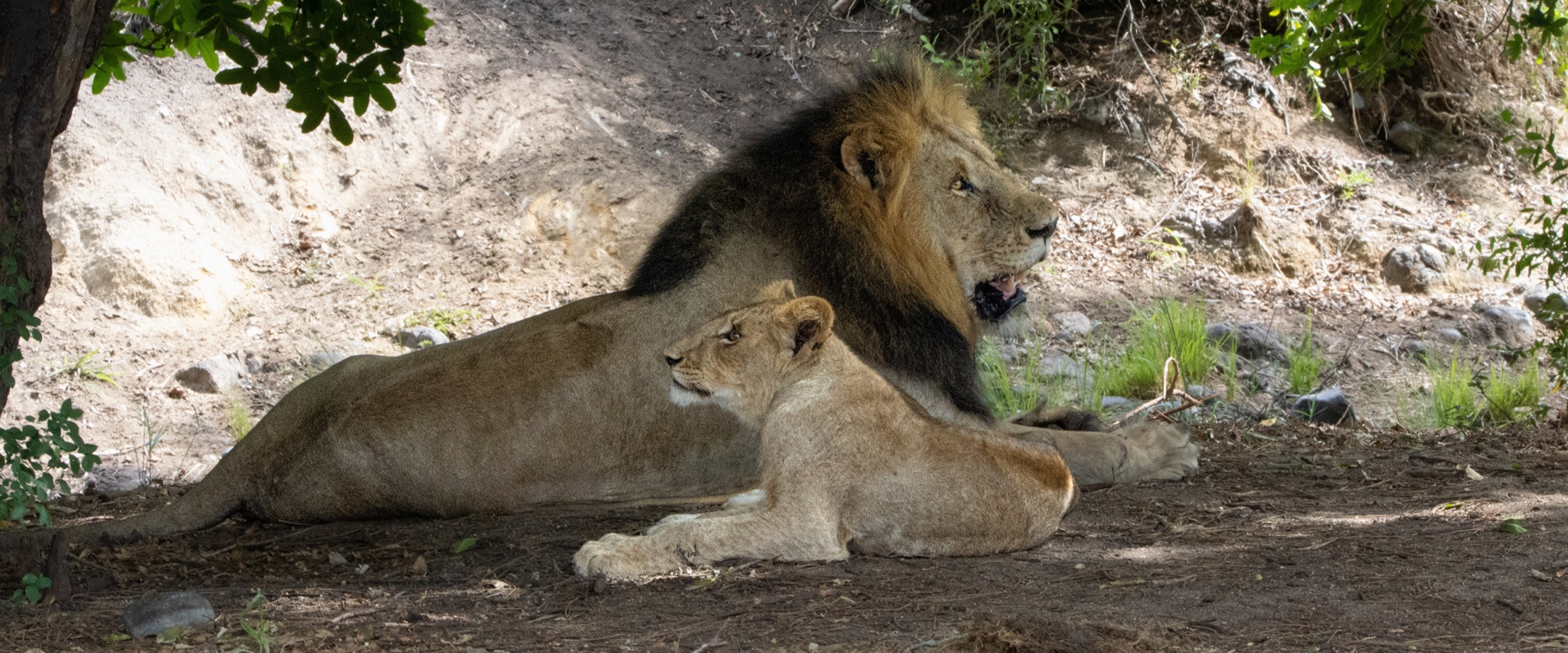The Circle of Life: Lions Clash with Hyenas