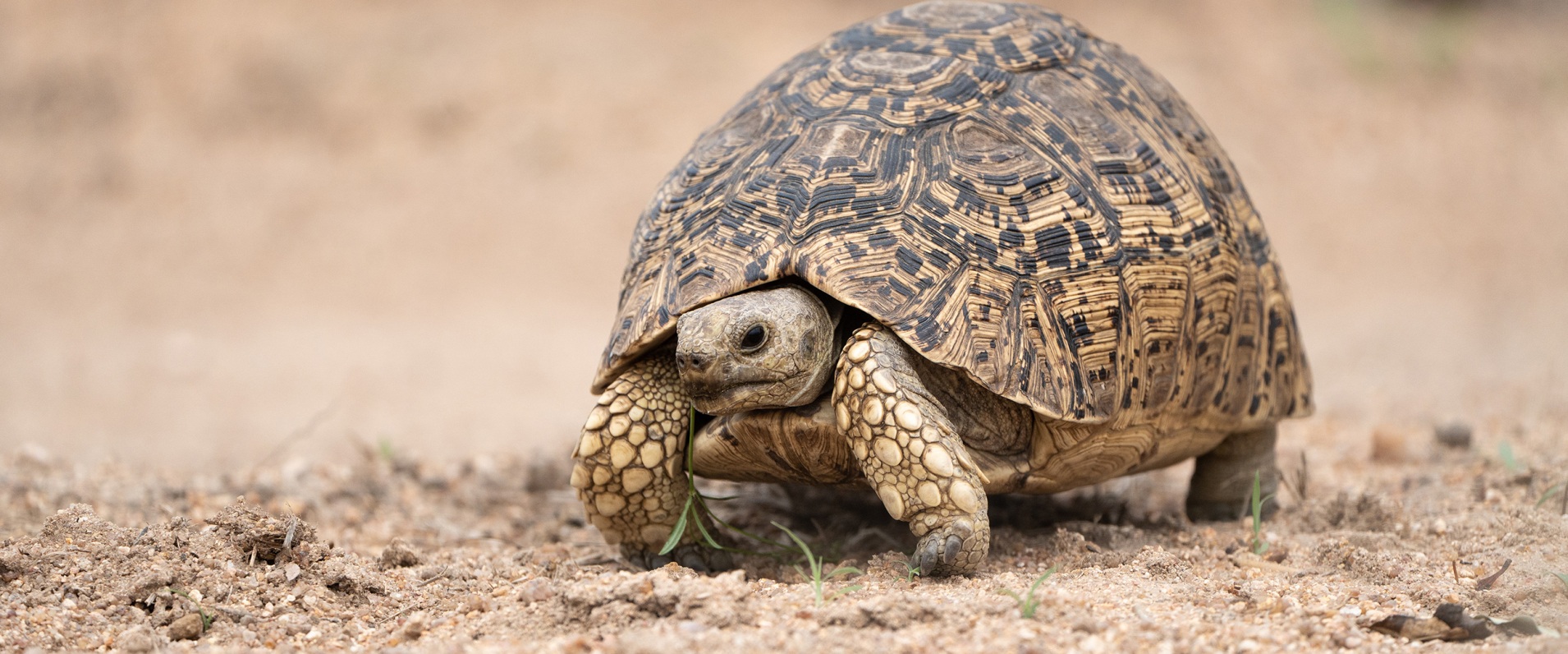 The Leopard tortoise (Stigmochelys pardalis) is the fourth largest tortoise in the world.