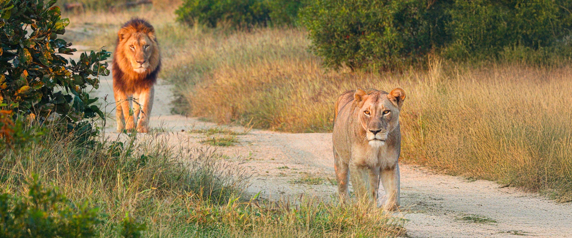 Sabi Sabi Jana Du Plessis Banner 02