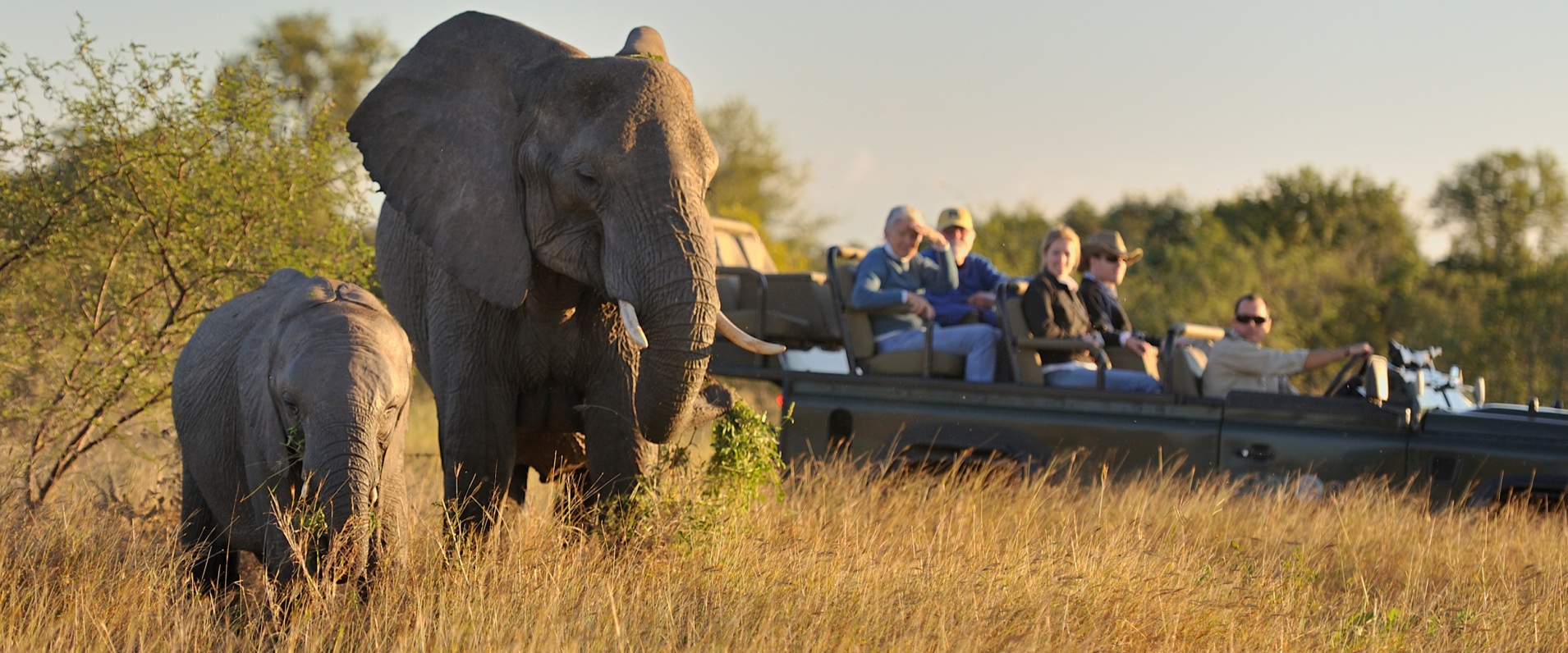 Sabi Sabi Experience Game Drive Close Encounters Elephant Sabi Sabi Experience Game Drive Close Encounters Elephant