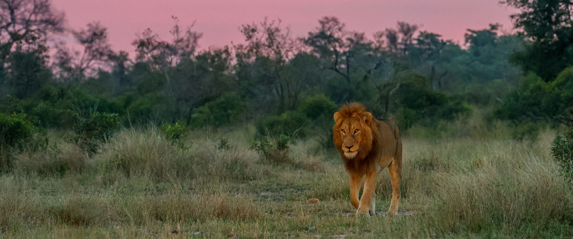 Sabi Sabi Ruan Mey Banner
