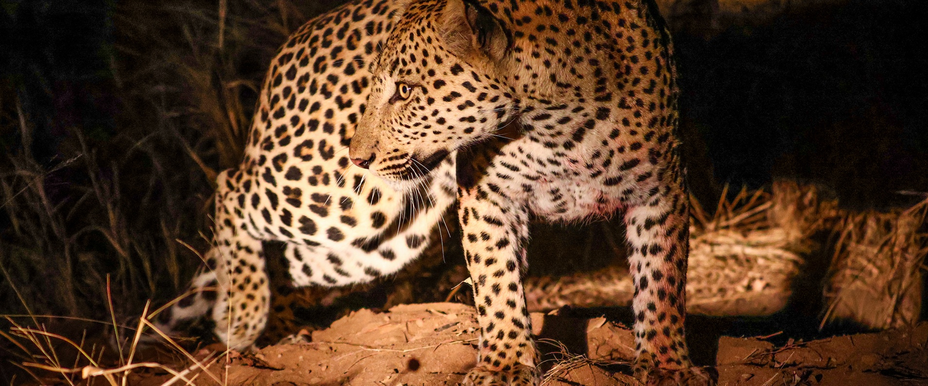 Sabi Sabi Ruan Mey Banner