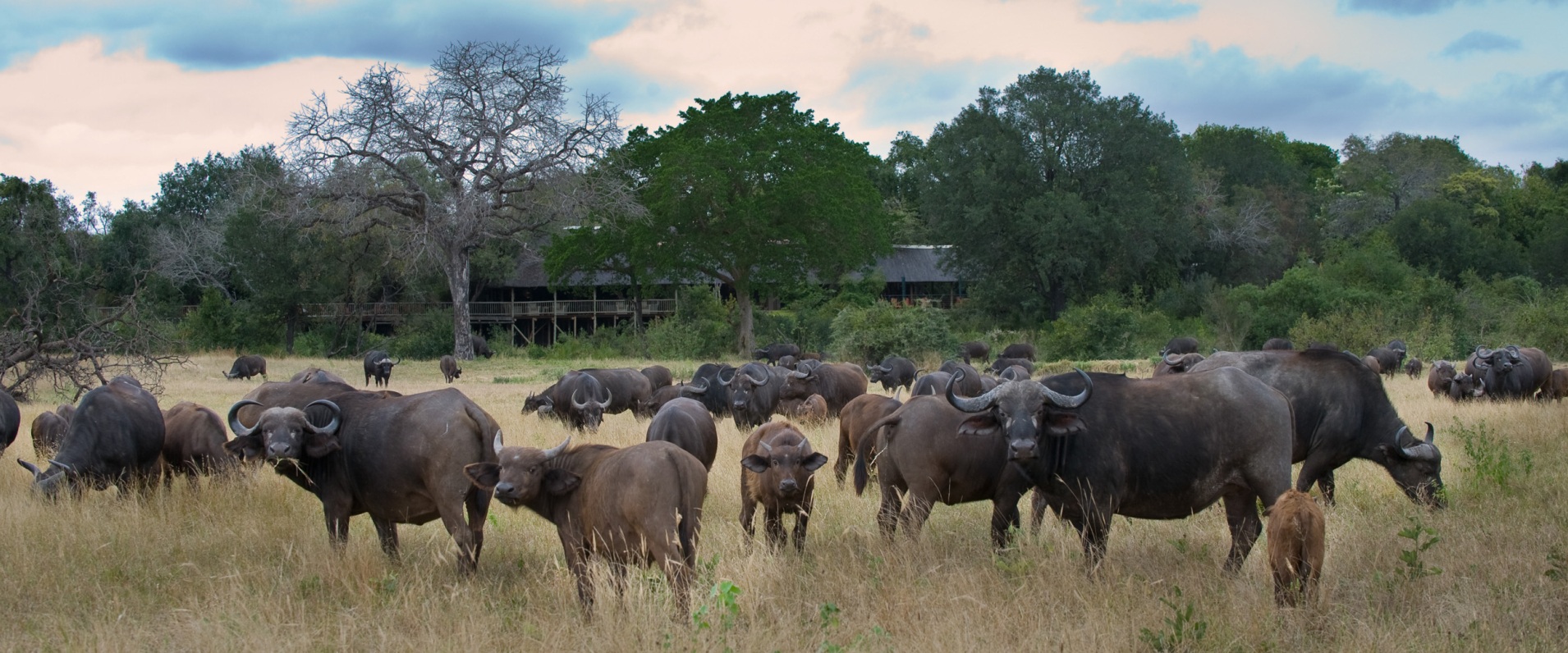 Sabi Sabi Buffalo Herd Grazing Around Lodge Banner