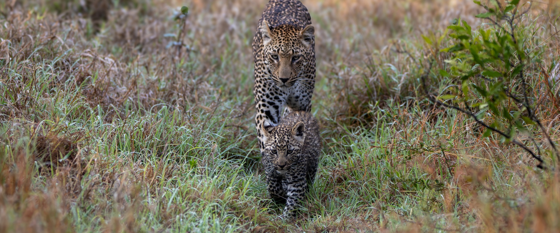 Sabi Sabi Ronald Mutero Banner