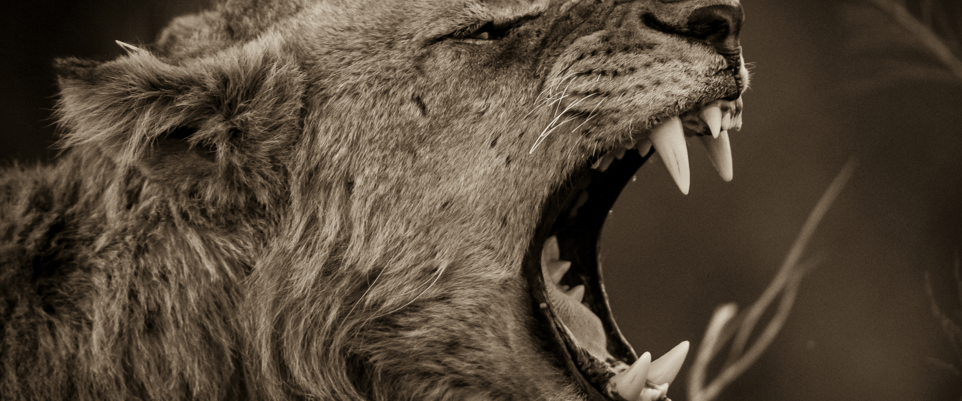 Lion.  233