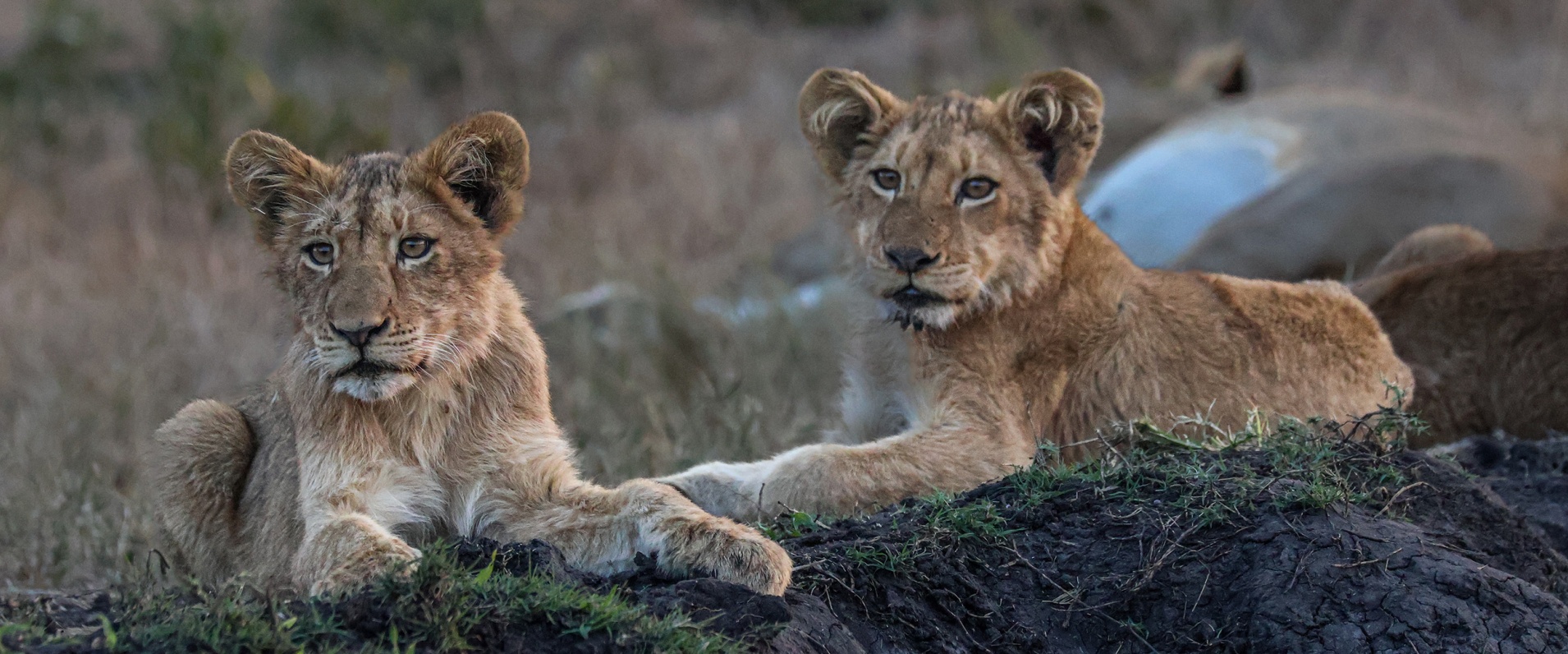 Sabi Ruan Mey Lion Cubs Banner