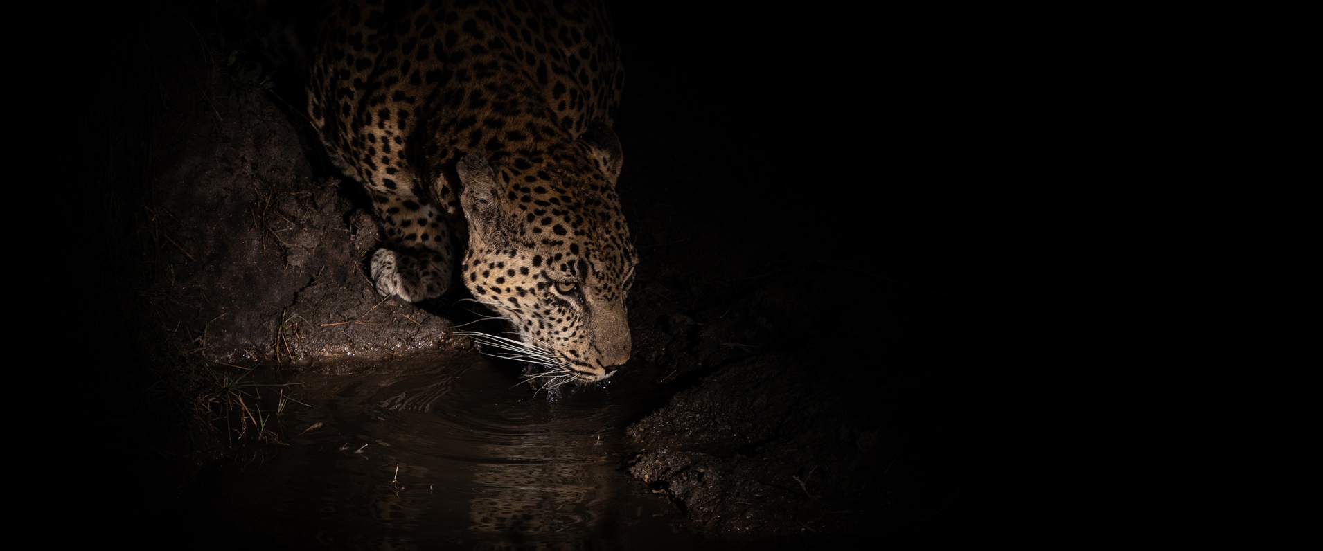 Sabi Sabi Jp Van Rooyen Banner