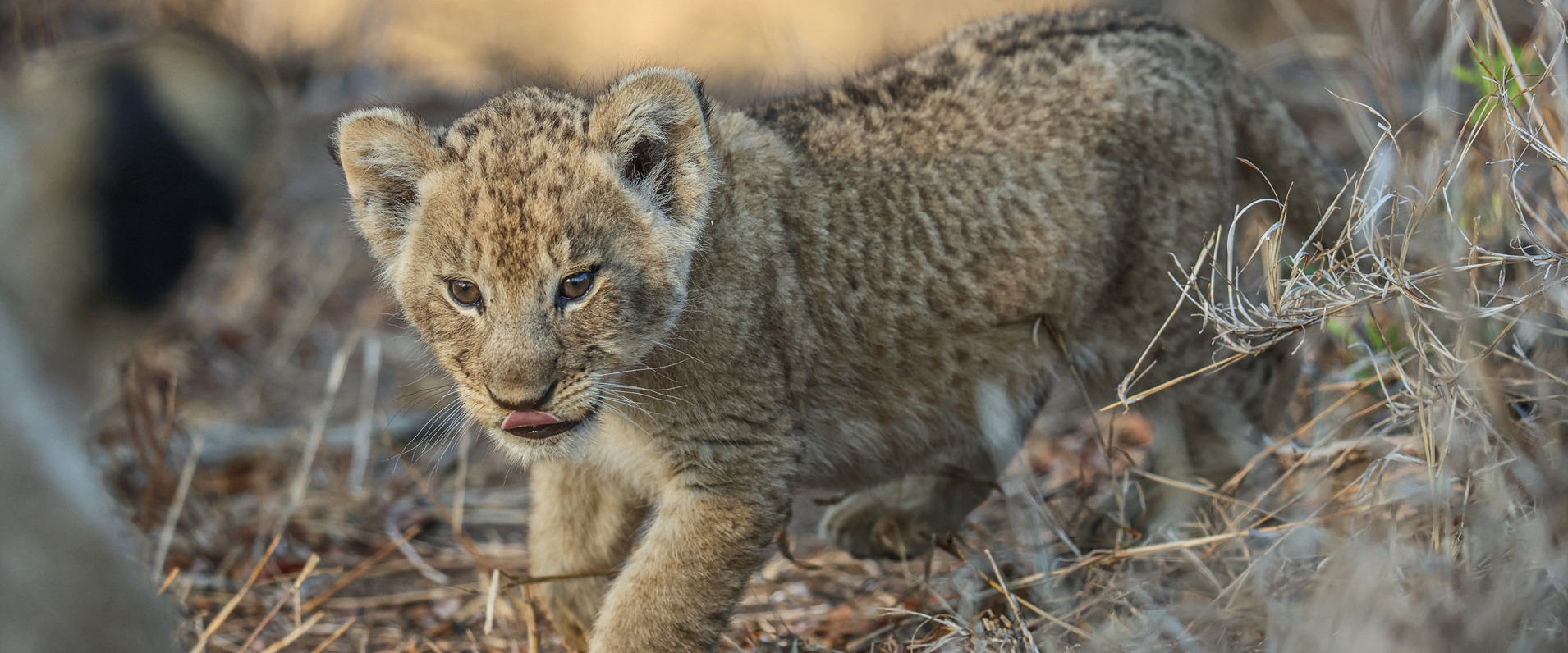 Sabi Sabi Blog Ronald Mutero Msuthlu Banner 01