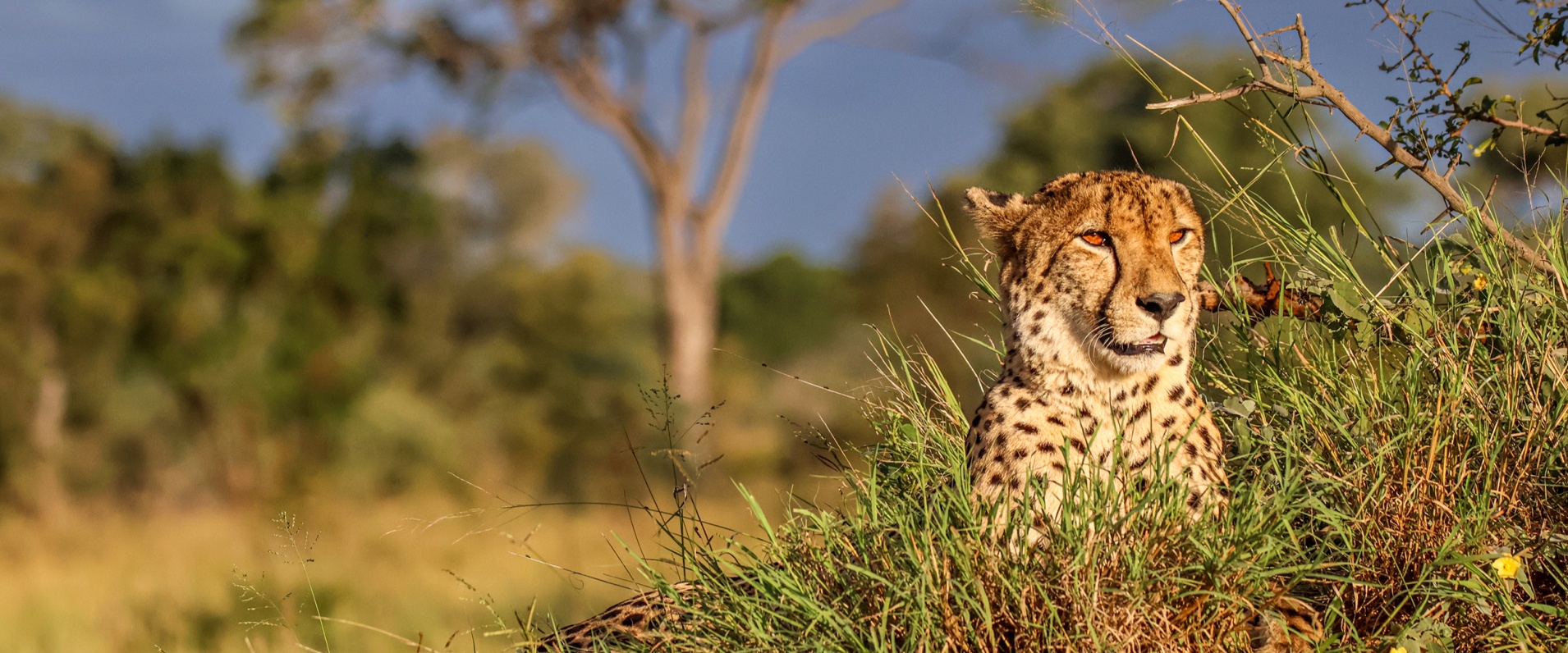 A Week in the Bush Vol. 497