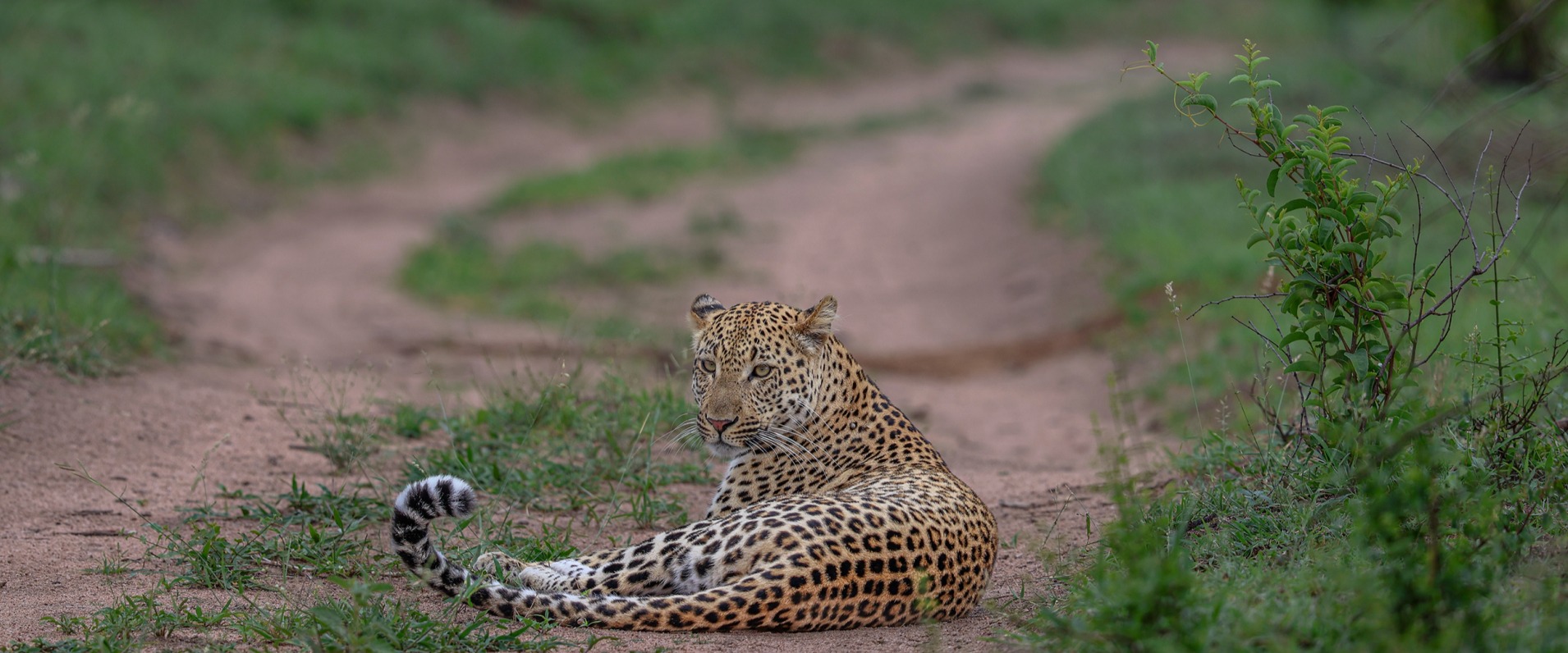 Sabi Sabi Ruan Mey Male Leopard Banner