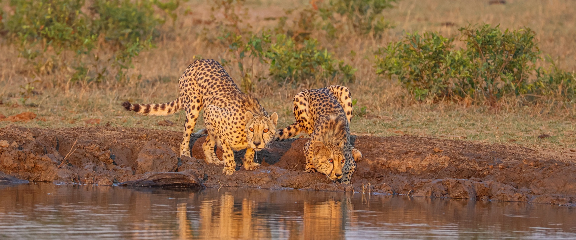 Sabi Sabi Ruan Mey Banner