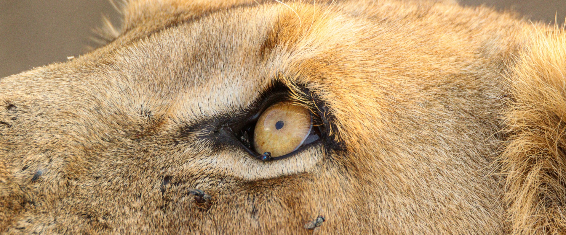Sabi Sabi Jana Du Plessis Banner