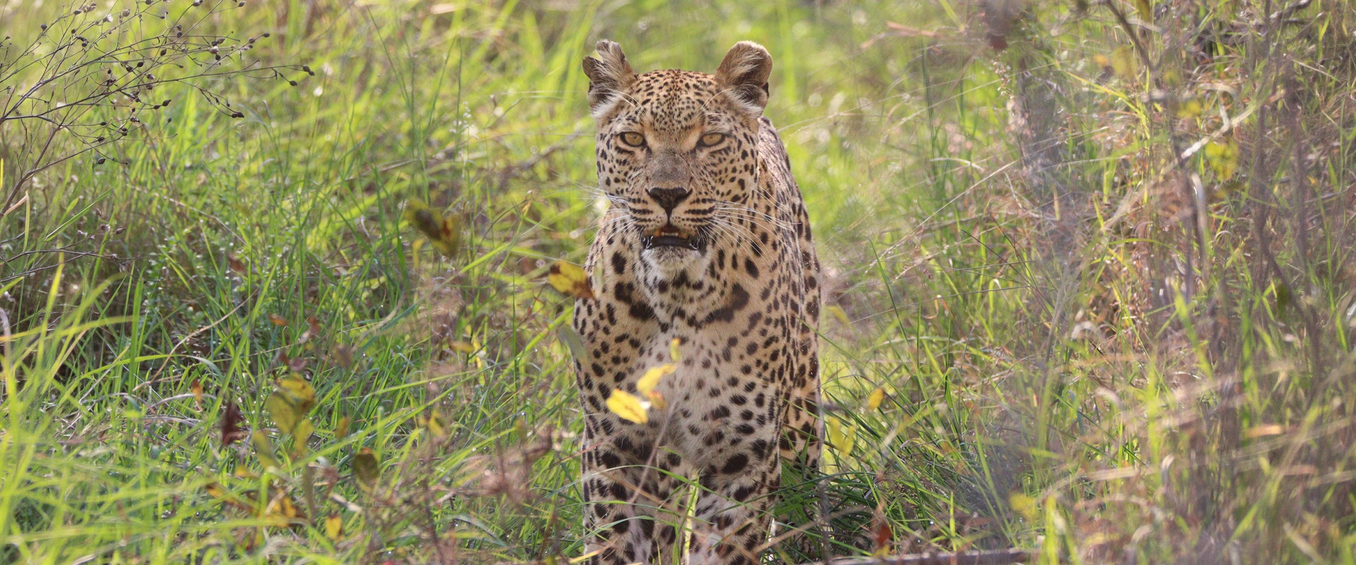 Sabi Sabi Jana Du Plessis Banner