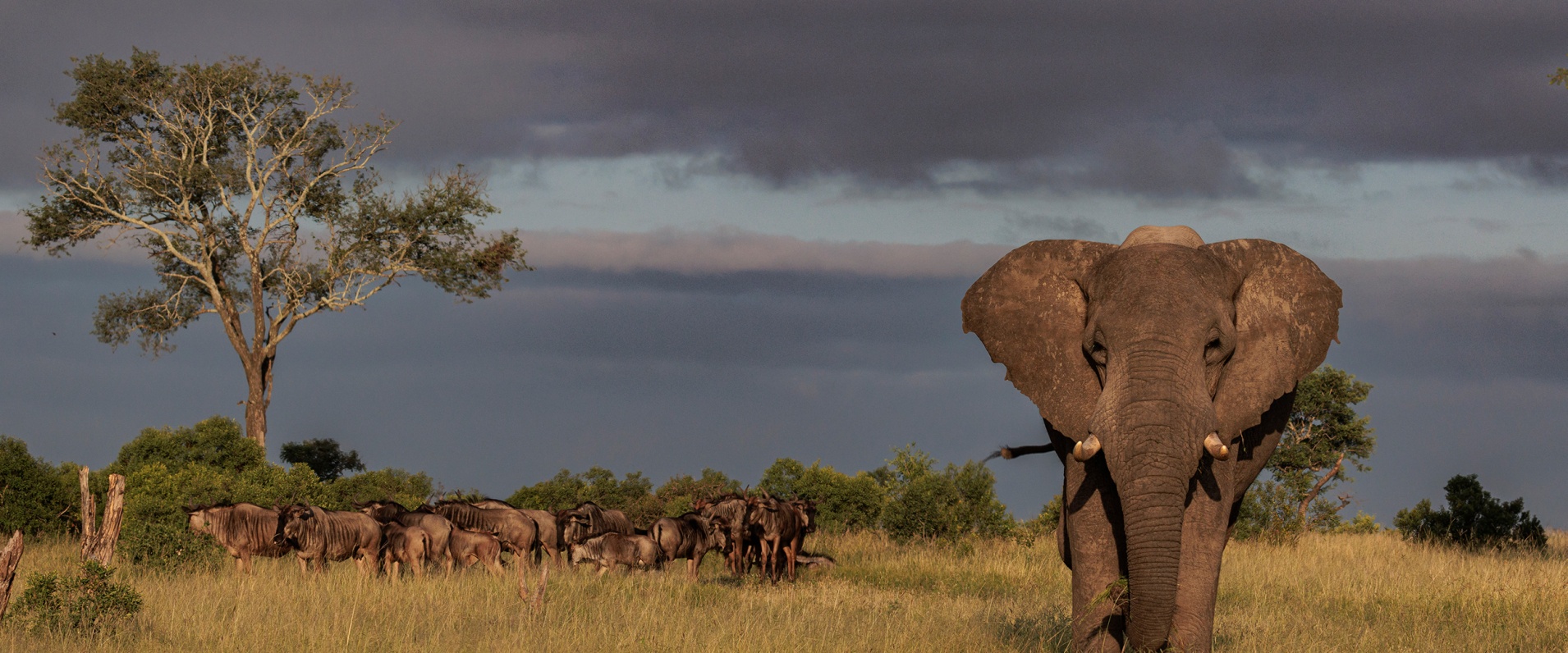 Sabi Sabi Devon Jansen Banner