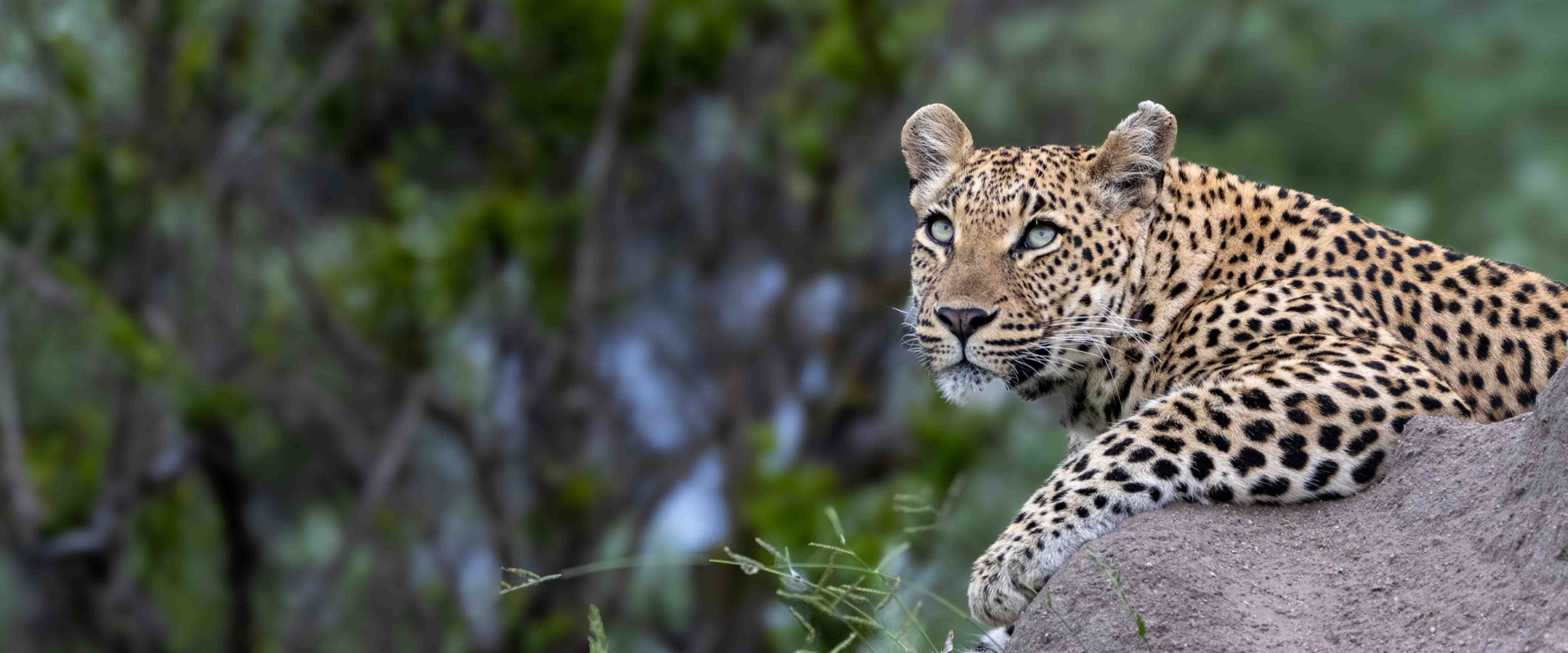 Sabi Sabi Ronald Mutero Banner