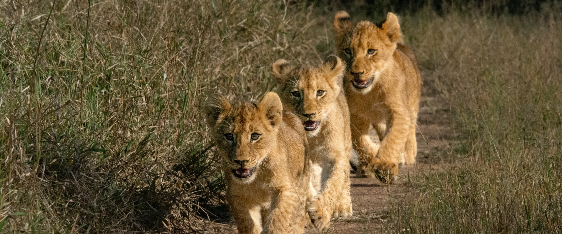 Three lion cubs from the Southern Pride walking in a row near Sabi Sabi