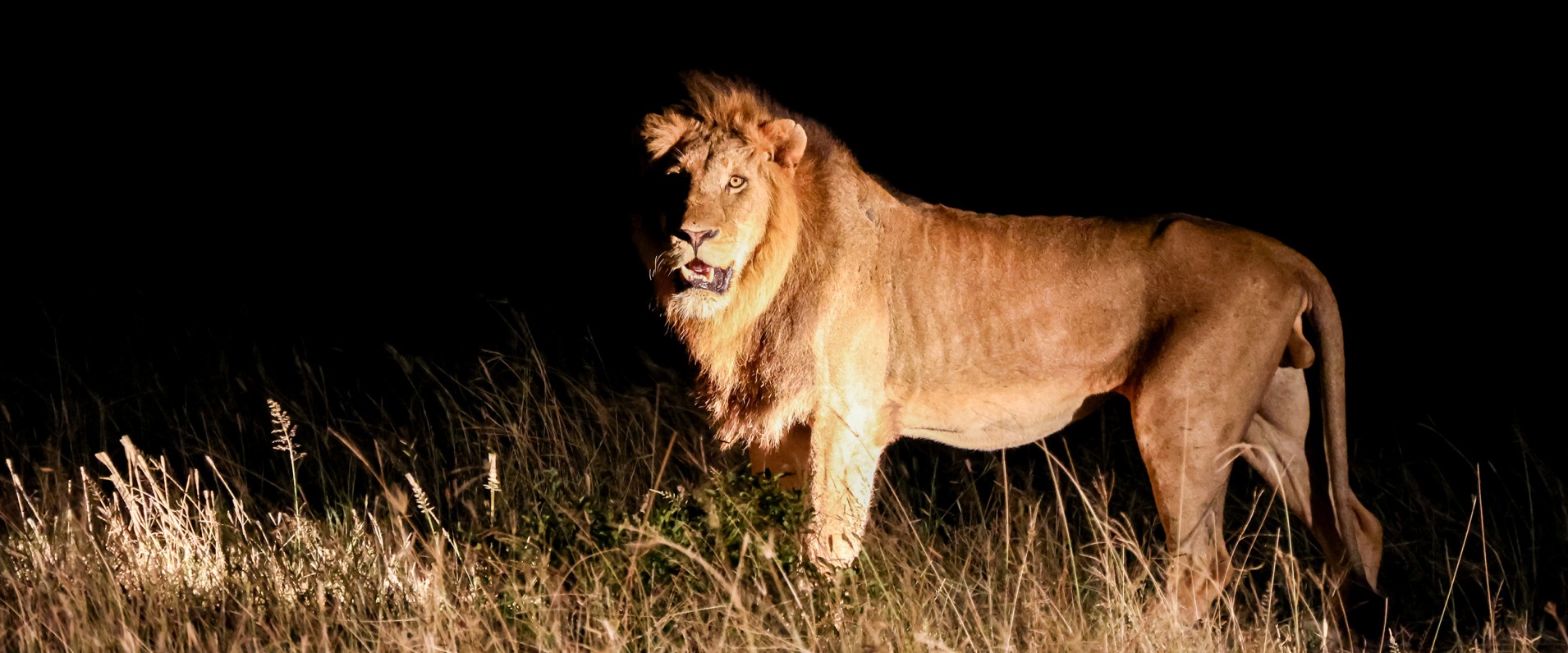 Sabi Sabi Jan Nel Banner