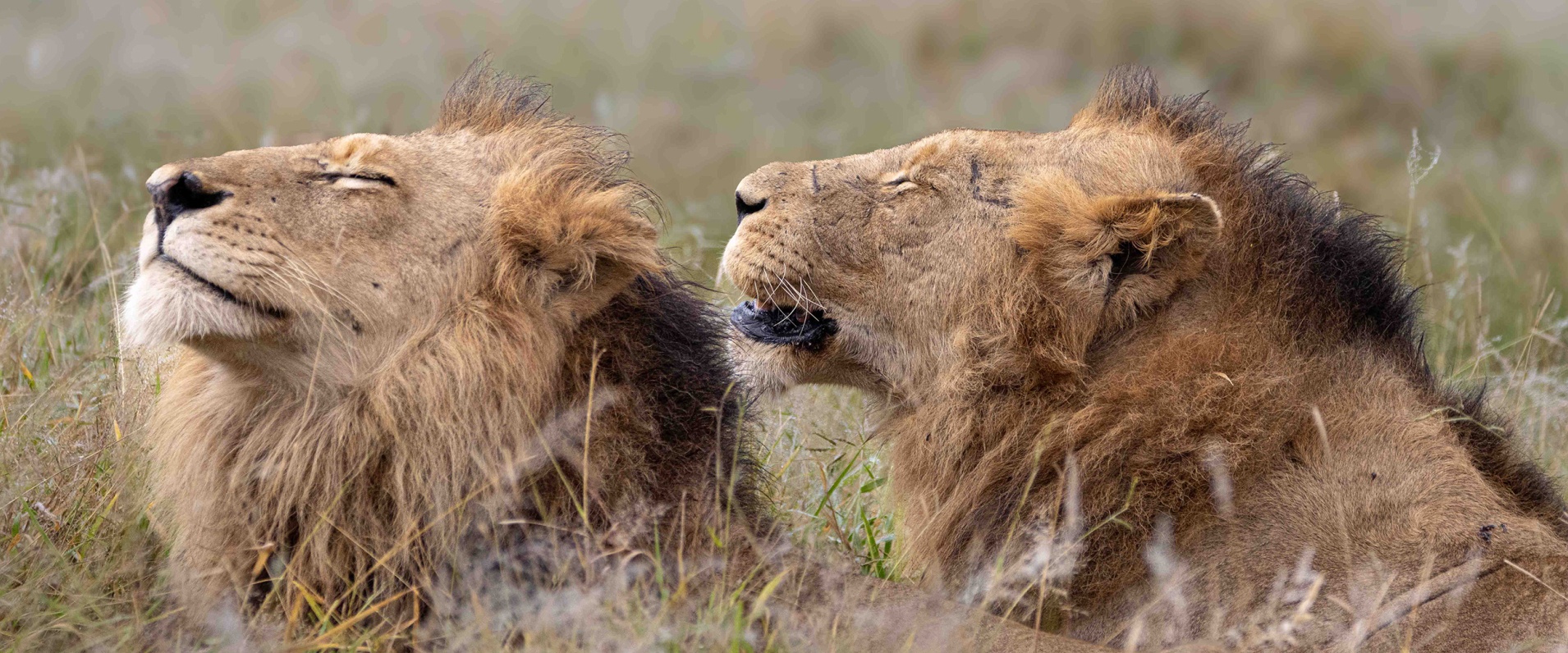 Sabi Sabi Ronald Mutero Banner