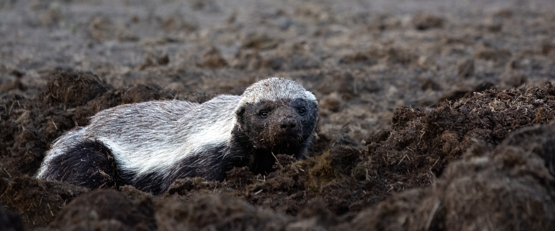 The bush is full of surprises and we were delighted during a  game drive at Sabi Sabi to have come across a Honey badger! 