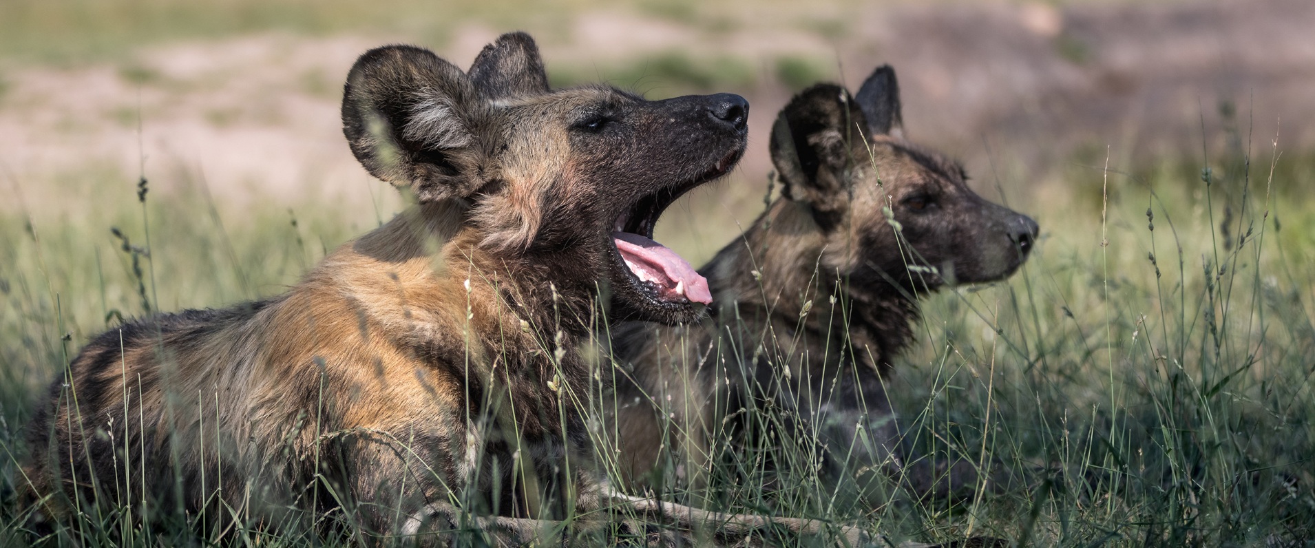 A Week in the Bush Vol. 483