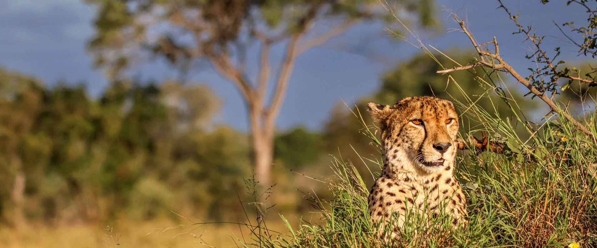A cheetah scanning the horizon, preparing for a potential hunt.