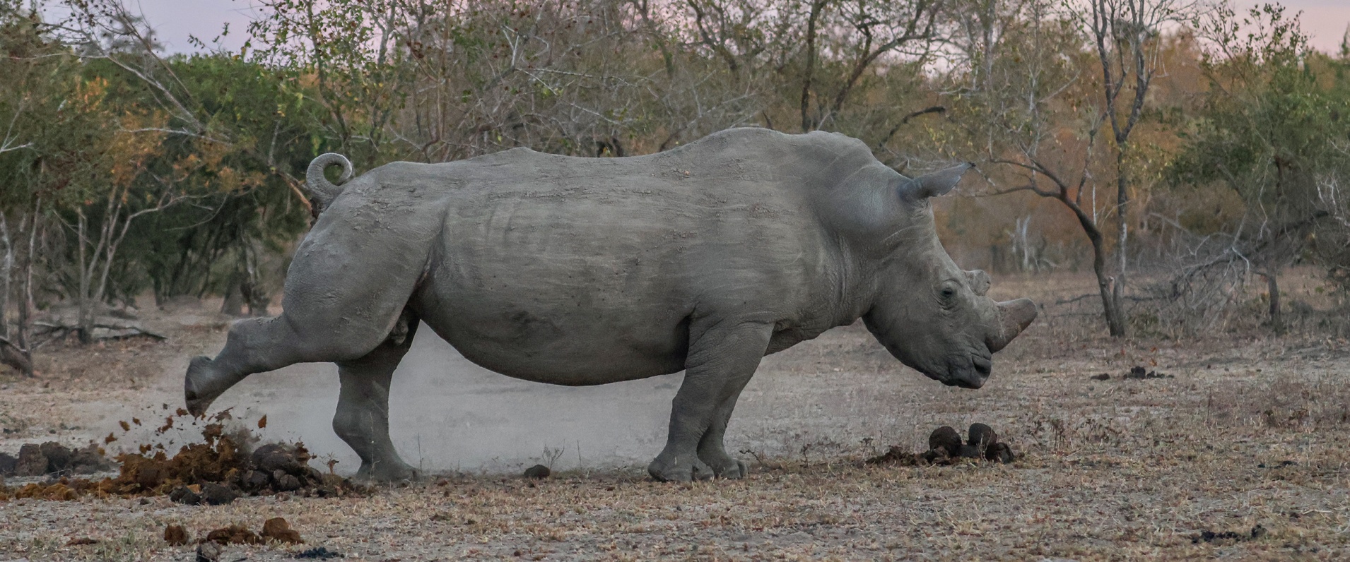 Sabi Sabi Ruan Mey Banner