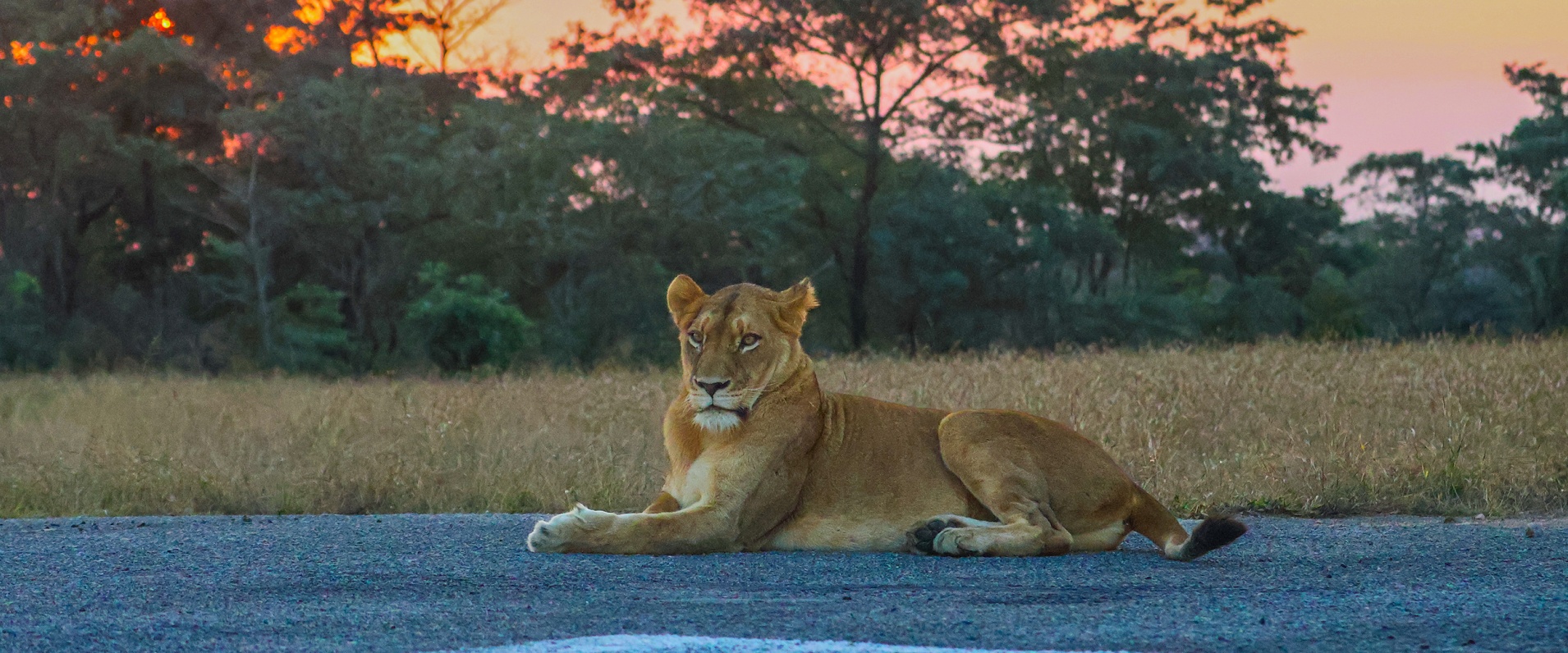 Sabi Sabi Ruan Mey Banner
